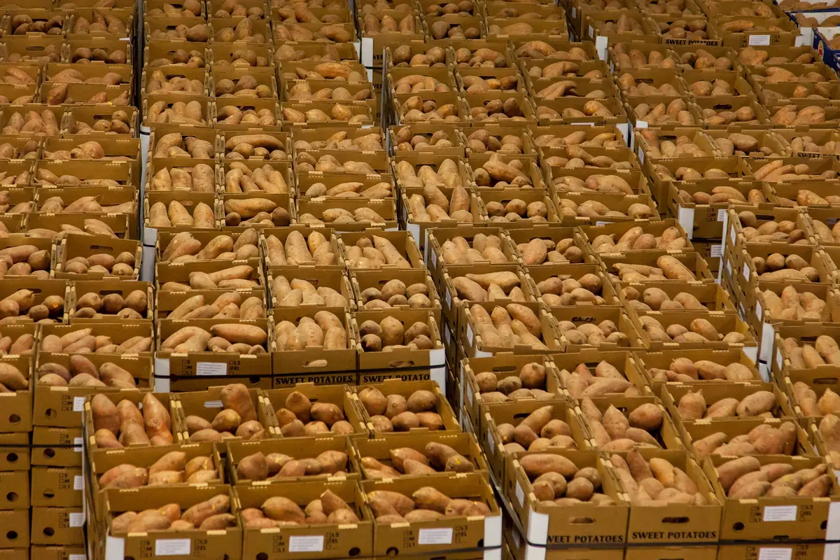 Crates of freshly harvested sweet potatoes stacked in a warehouse