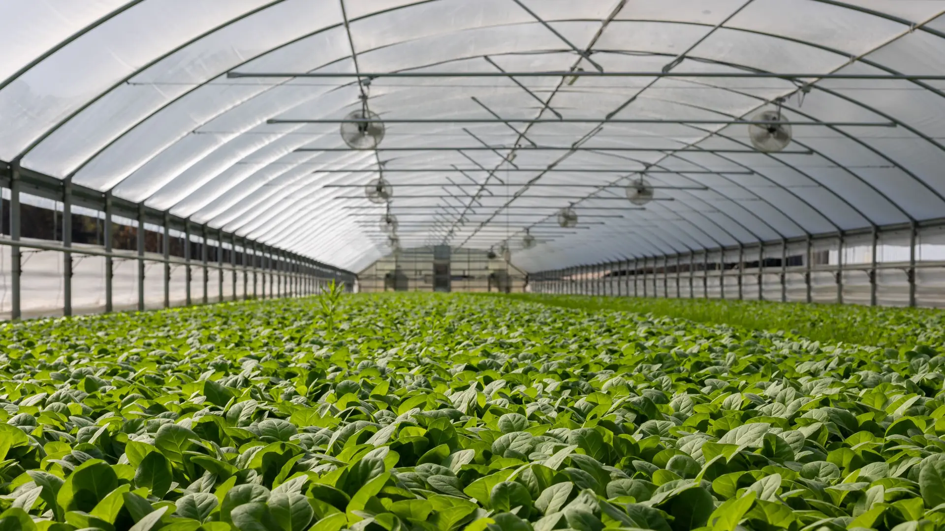 Rows of leafy green plants growing in a large glass commercial greenhouse under natural daylight